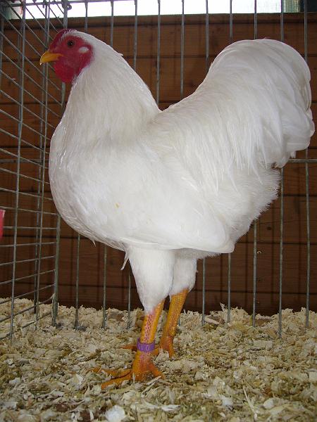 Kreisschau Coesfeld 2008 173.jpg - Zwerg Wyandotten weiss von Thoams Wies Preis HV 96 LVEJ